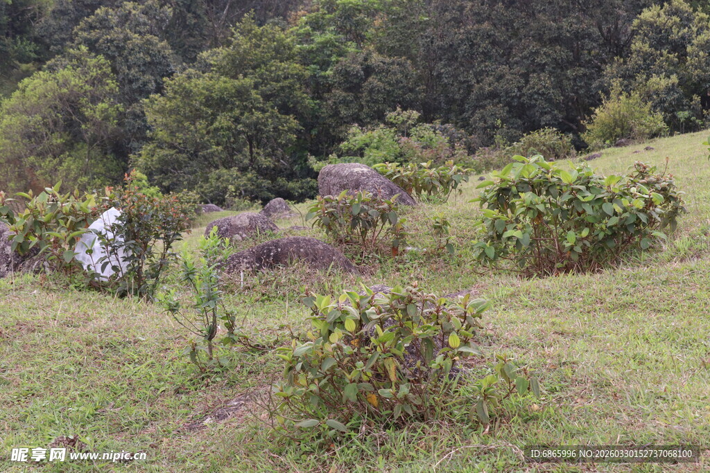 山间草地植物景观