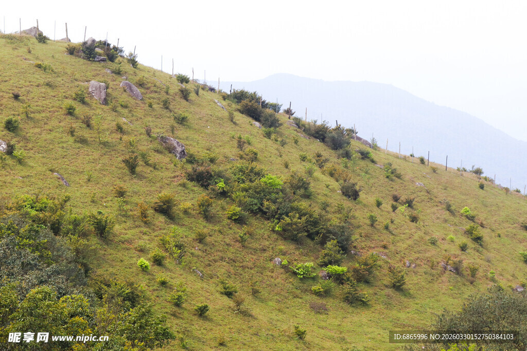 绿意盎然的山坡景色