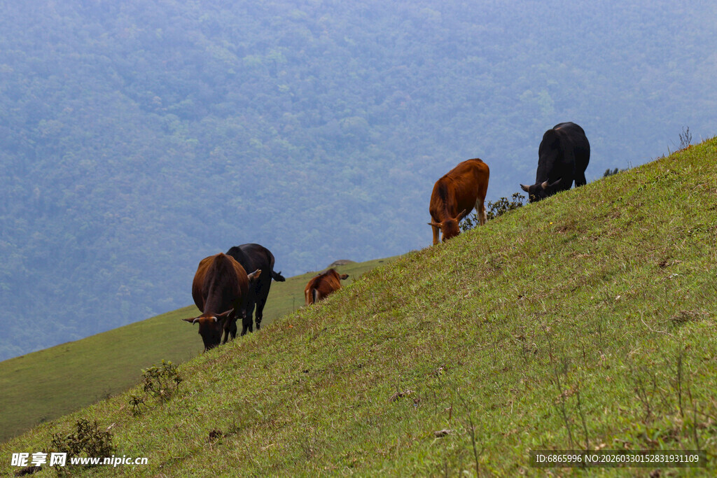 山坡上漫步的几头牲畜