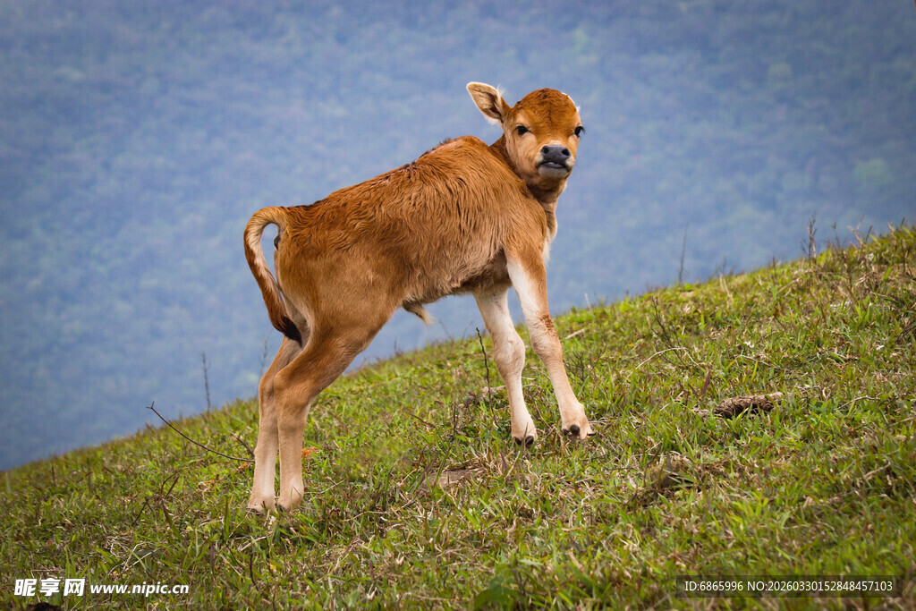 草地上的小牛