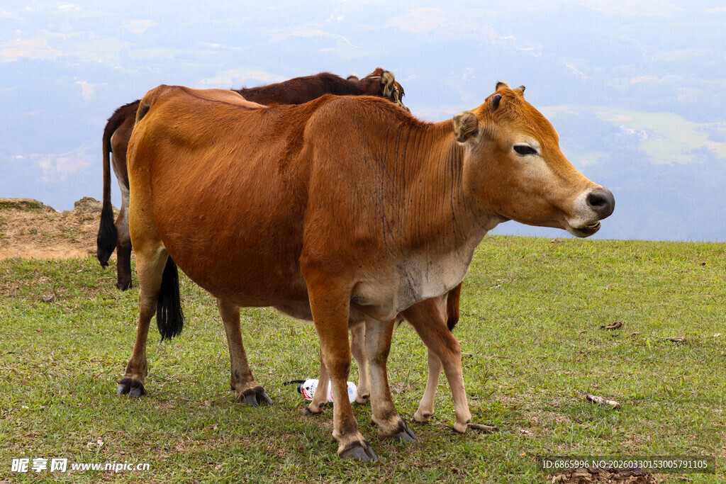 草原上的两头棕色耕牛