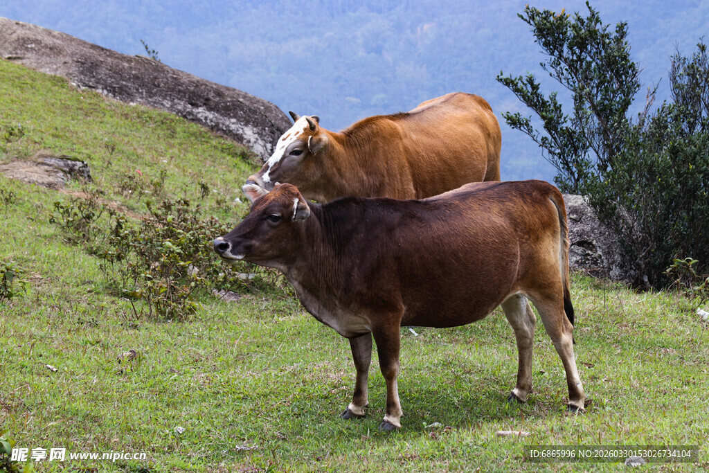 山坡上的两头牛