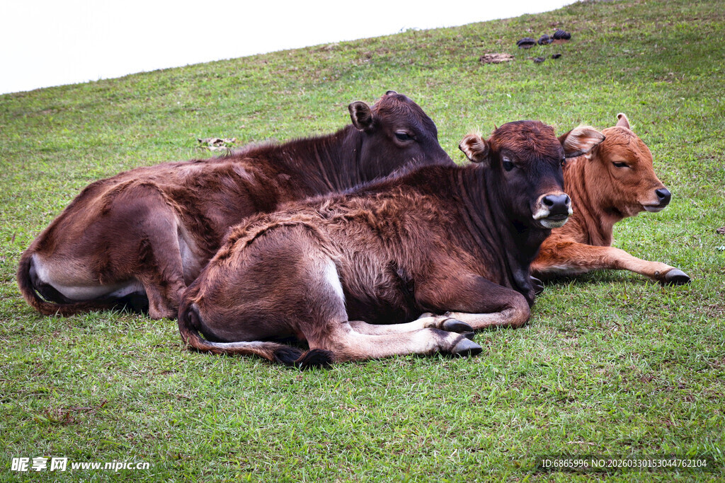 草地上休憩的几头小牛
