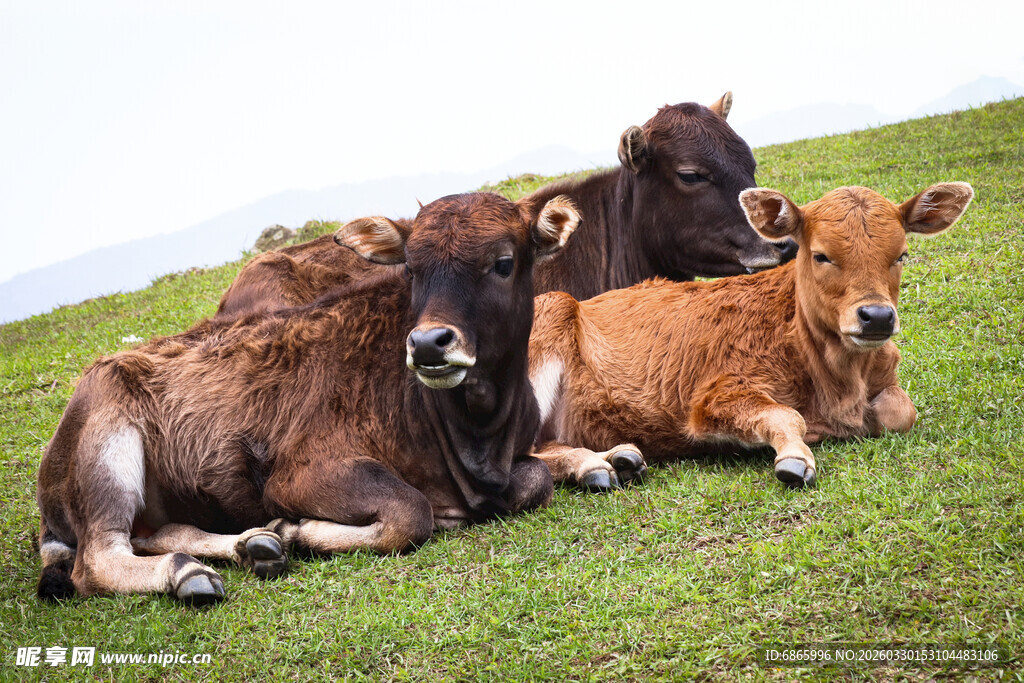 草原上休憩的几头牦牛