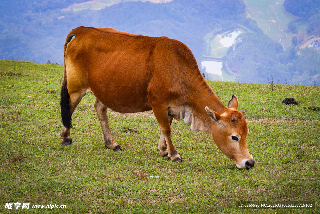 草原上的棕色牛在吃草