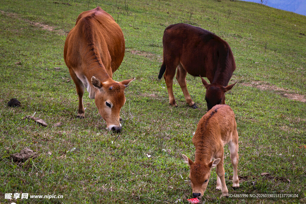 草原上的牛群