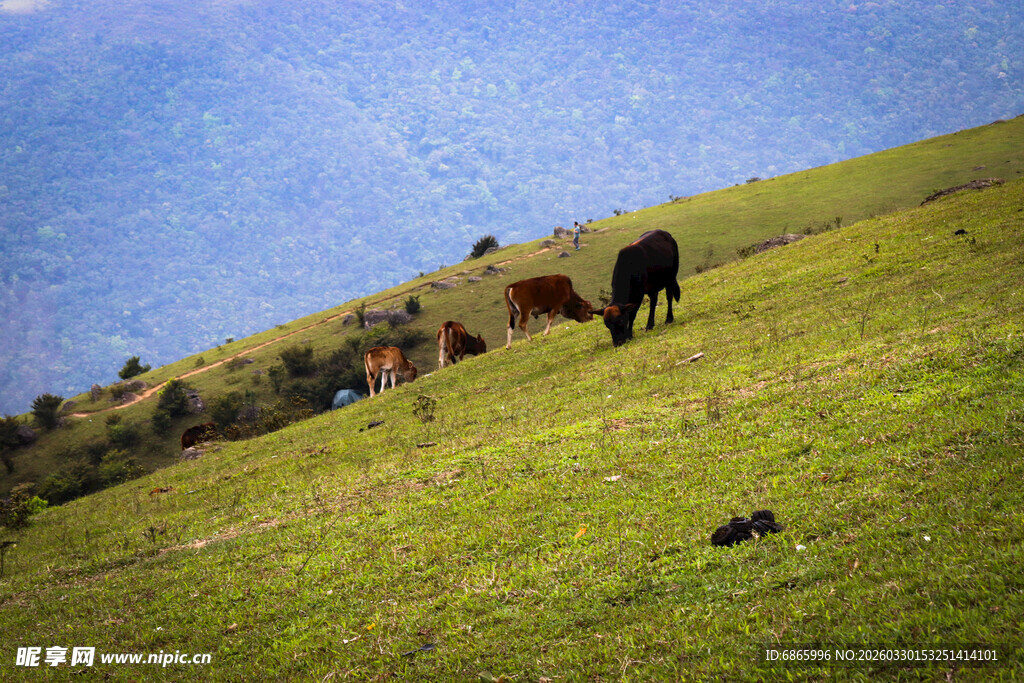 山坡上悠闲吃草的牛群