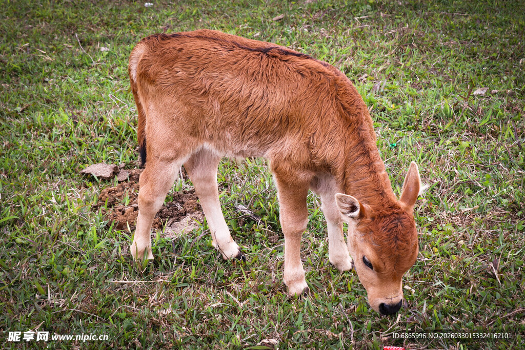 草地上低头吃草的小牛