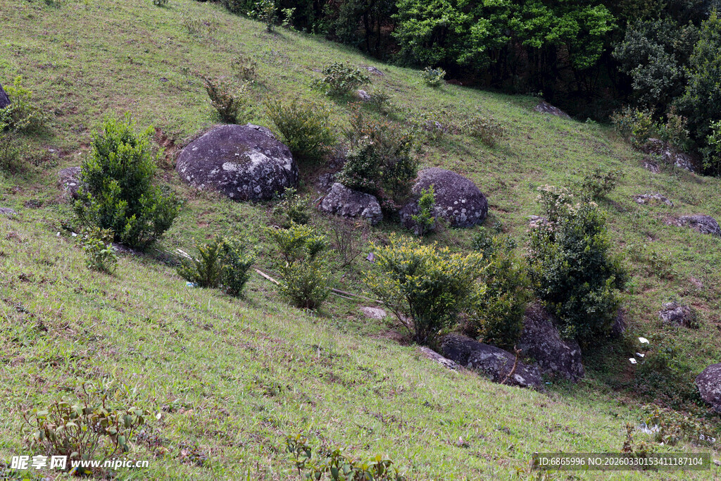 山坡上的绿植与岩石景观