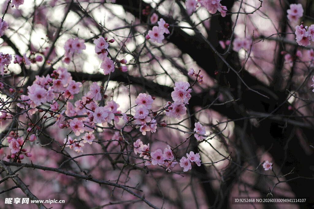 梅花