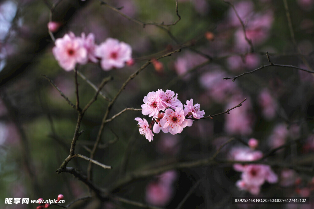 枝头绽放的粉嫩梅花