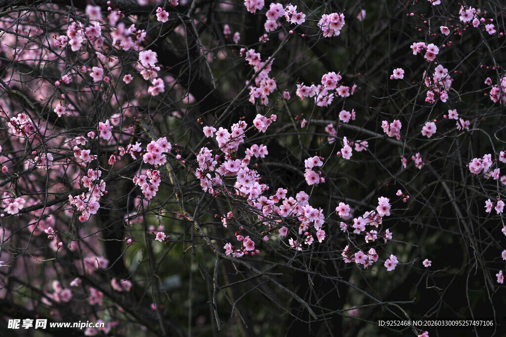 盛开的粉色繁花