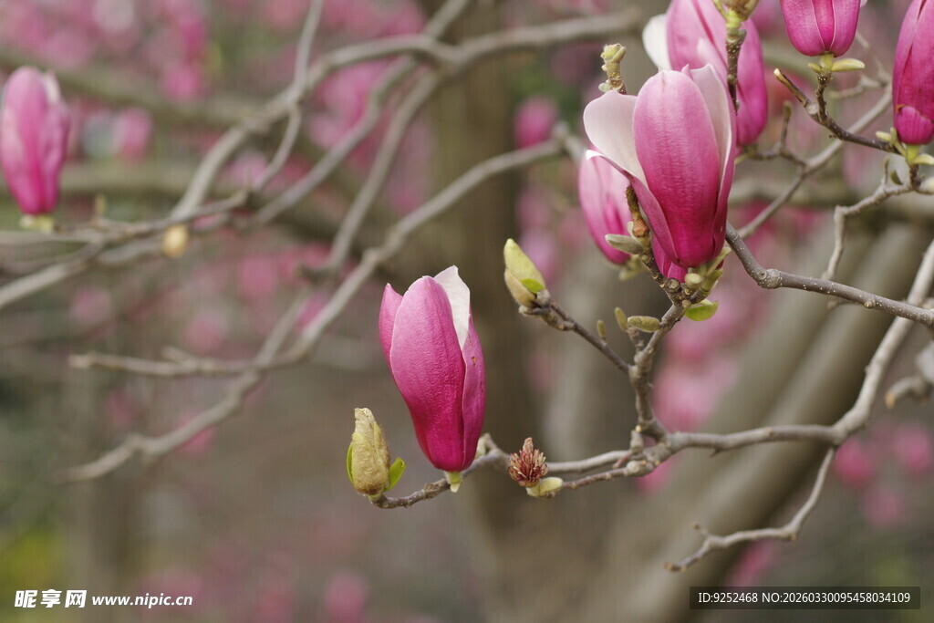 枝头绽放的娇艳玉兰花