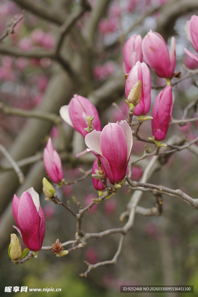 盛开的粉色玉兰花枝