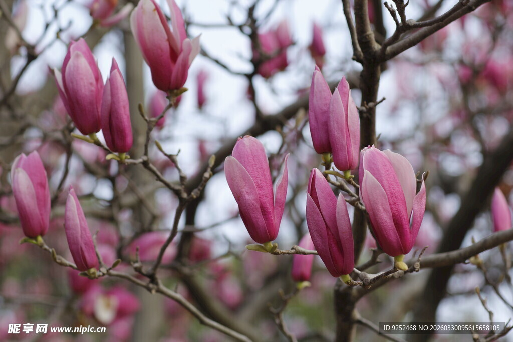 绽放的紫玉兰花枝