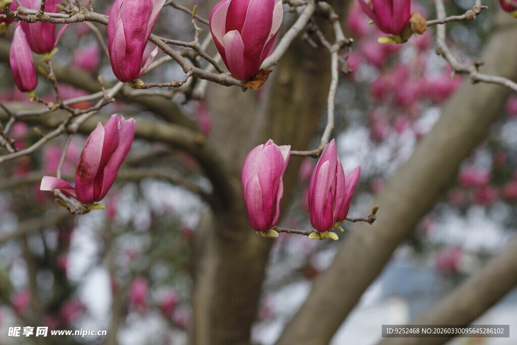 盛开的玉兰花枝