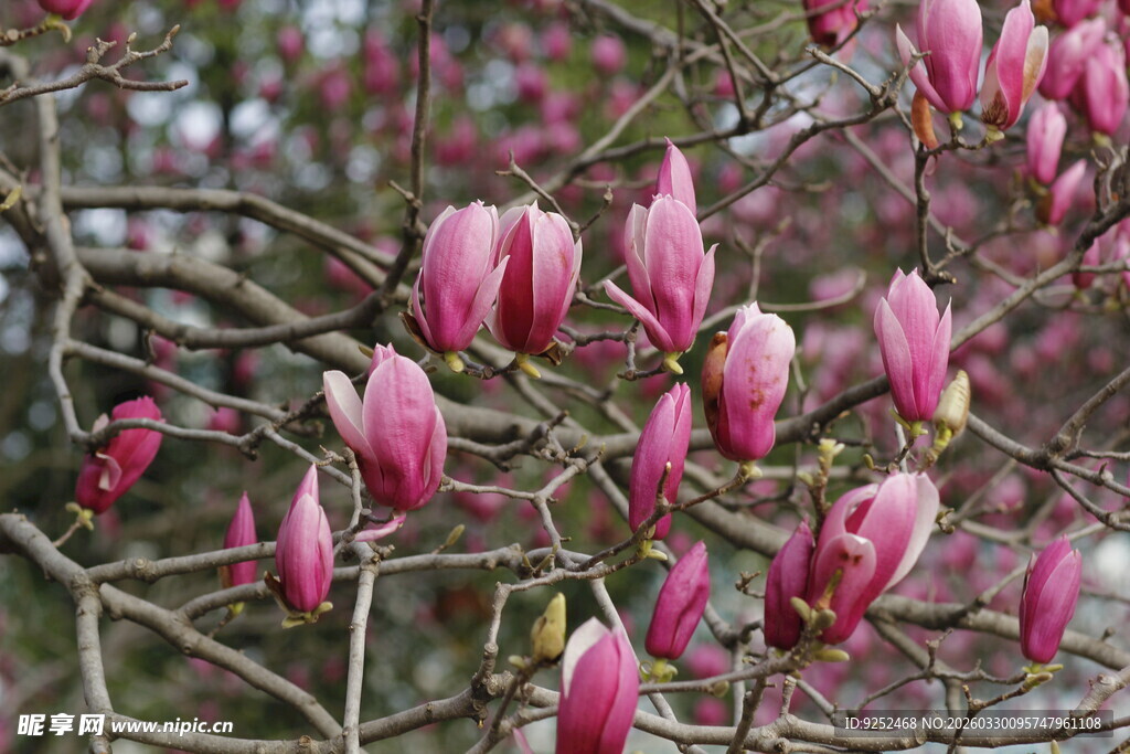 盛开的紫玉兰花枝