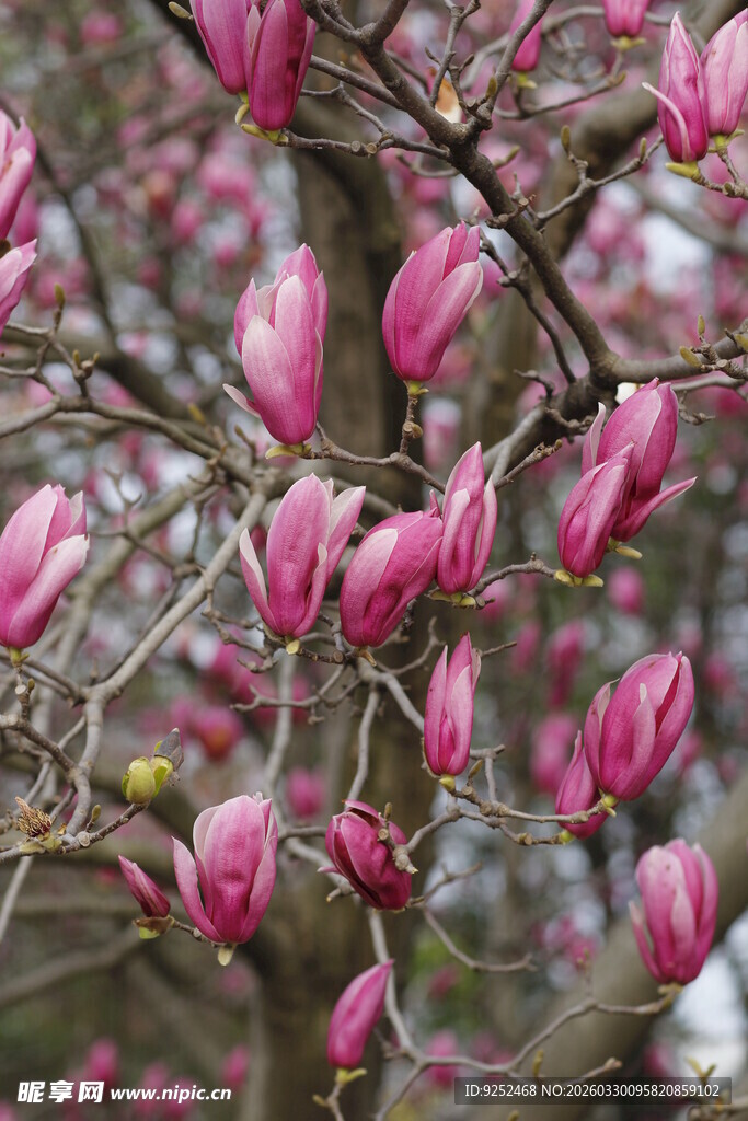盛开的粉色玉兰花