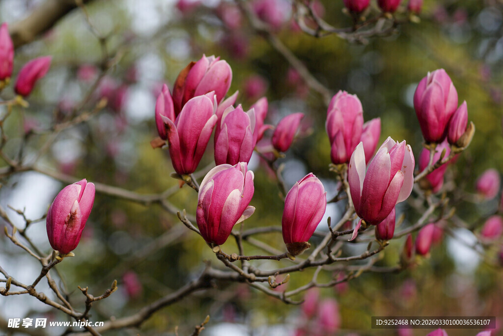玉兰花蕾绽放枝头