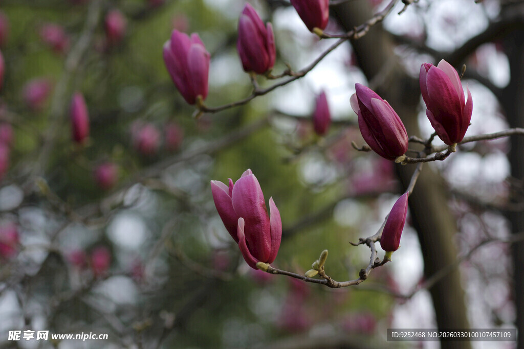 玉兰花蕾枝头绽放