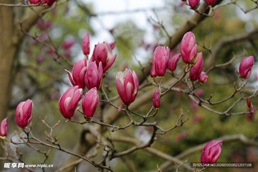 玉兰花苞绽放枝头