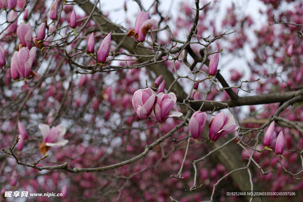 玉兰花枝绽放美丽