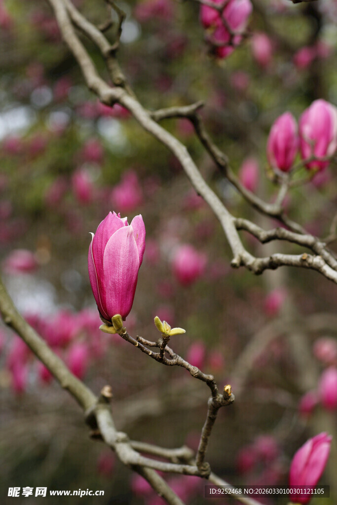 玉兰花