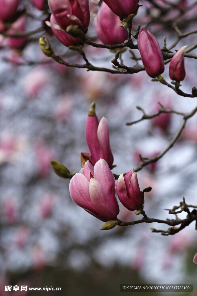 盛开的粉色玉兰花枝