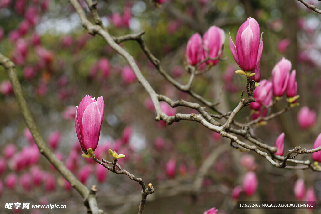 盛开的紫玉兰花枝