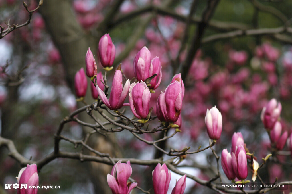 绽放的粉玉兰花