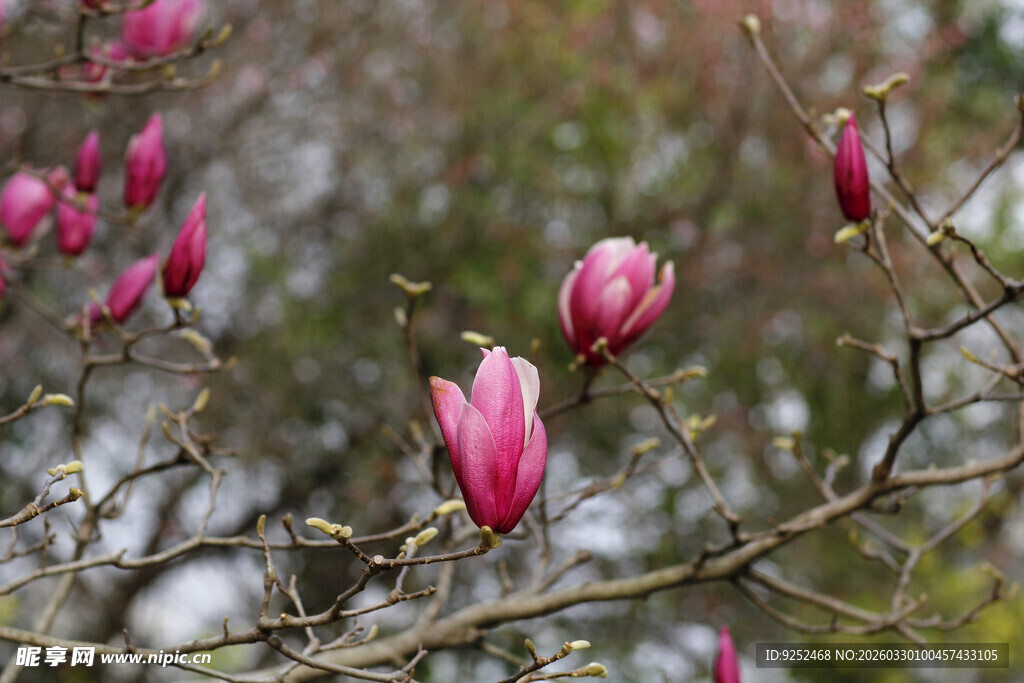 玉兰花枝头绽放