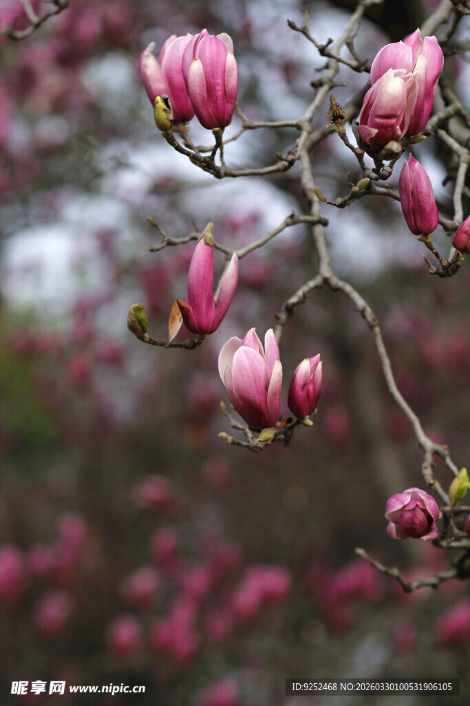 粉艳玉兰花枝俏