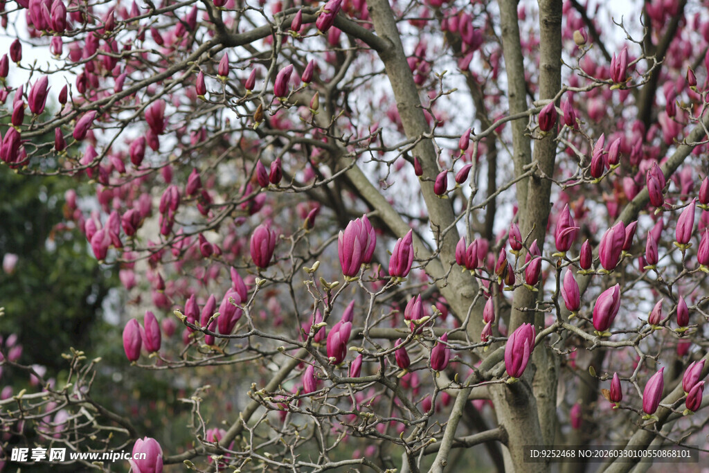 盛开的粉色玉兰花树