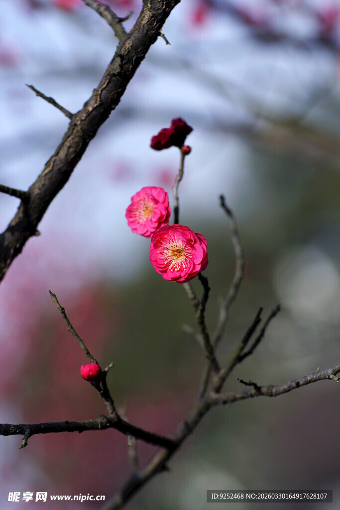 枝头红梅绽放