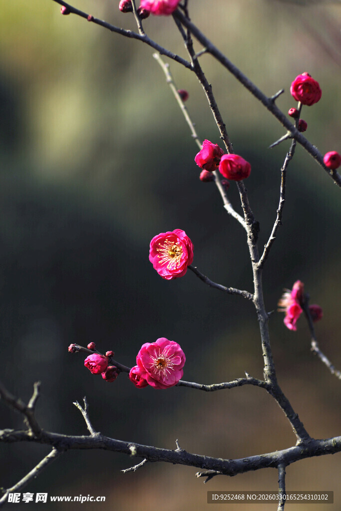 红梅 枝头