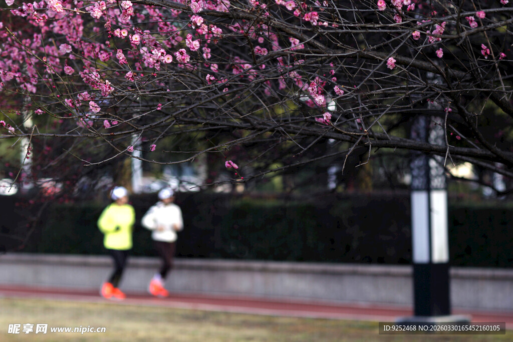 春日 跑步 梅花