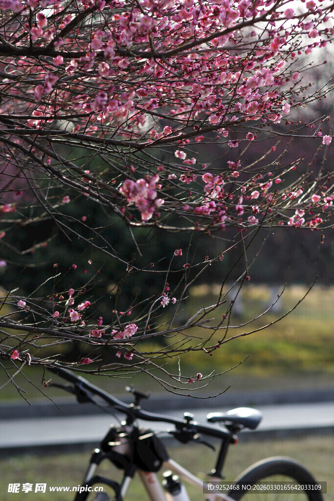  自行车 梅树枝