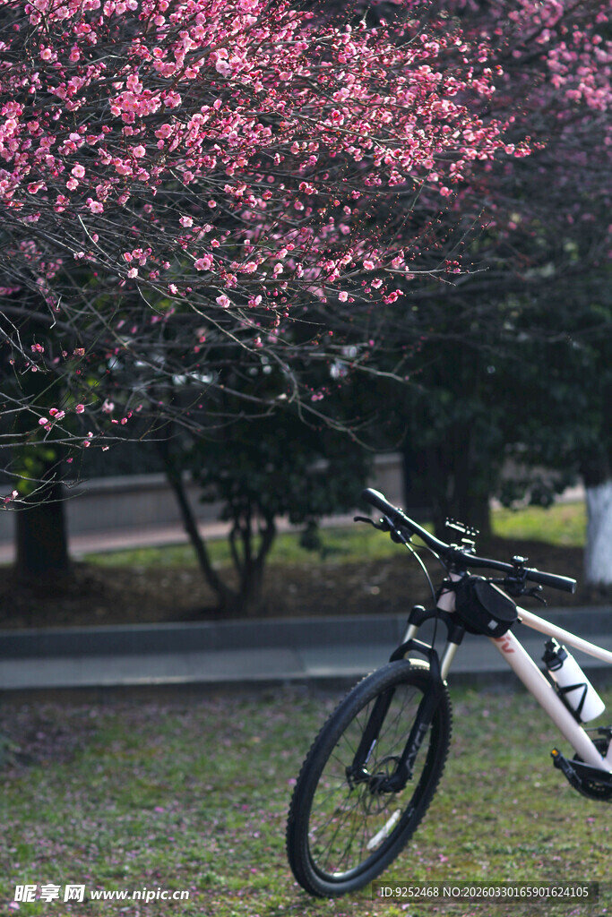 梅花树 单车