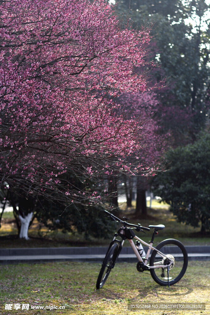 梅花树 自行车