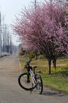 春日 骑行 繁花