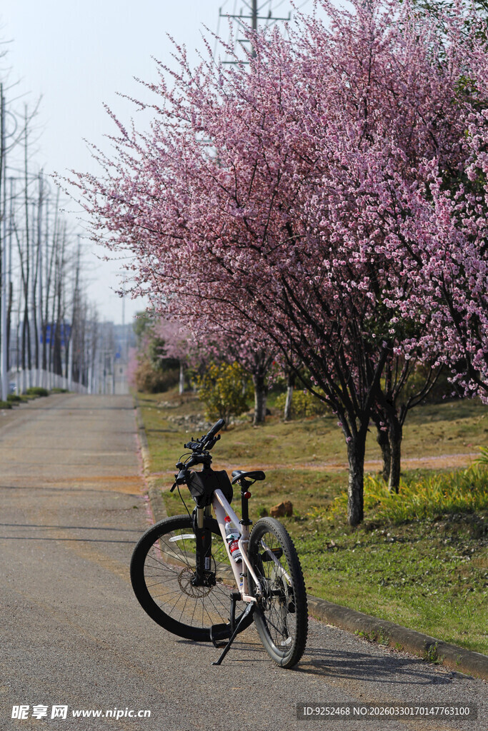 春日 骑行 繁花
