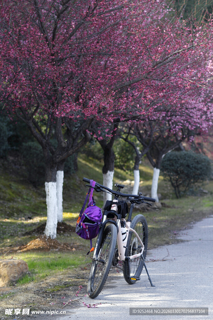 自行车 梅花树