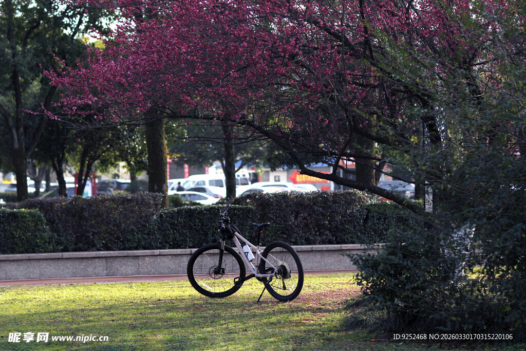 春日 树 自行车