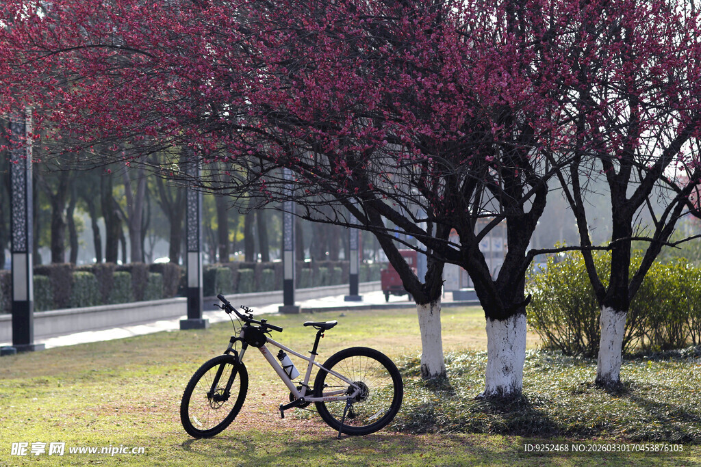 春日 树木 自行车