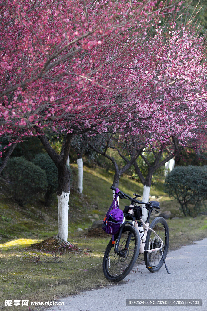  自行车 梅花树