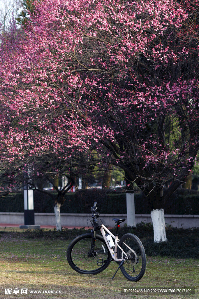 梅花树 单车