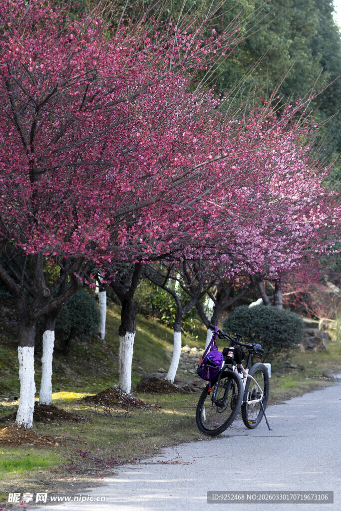 骑行 花树