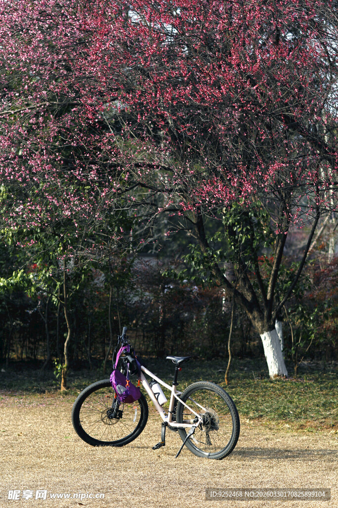 树 自行车