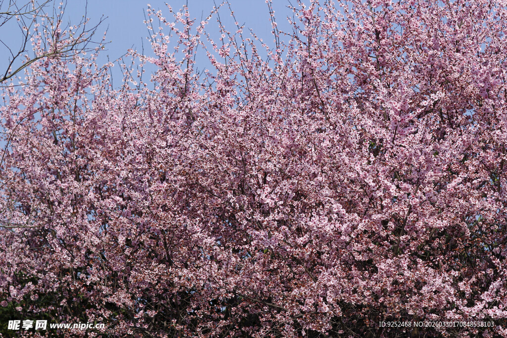 盛开的粉色梅花树