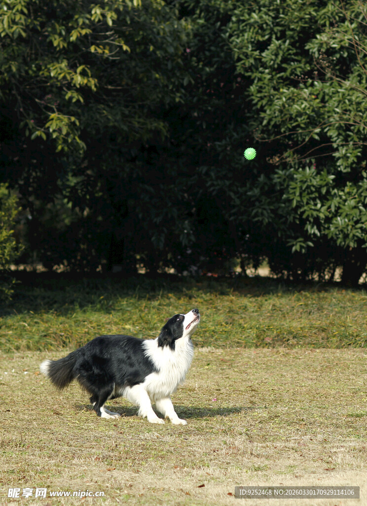 黑白犬 玩耍